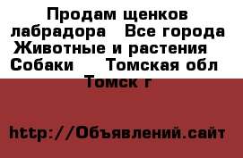 Продам щенков лабрадора - Все города Животные и растения » Собаки   . Томская обл.,Томск г.